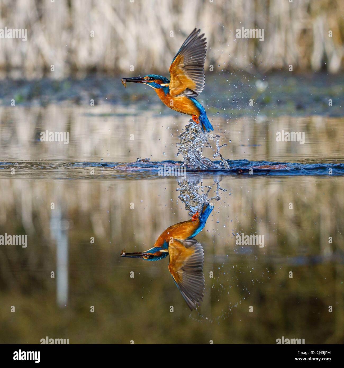 Green kingfisher in wetlands hi-res stock photography and images - Alamy