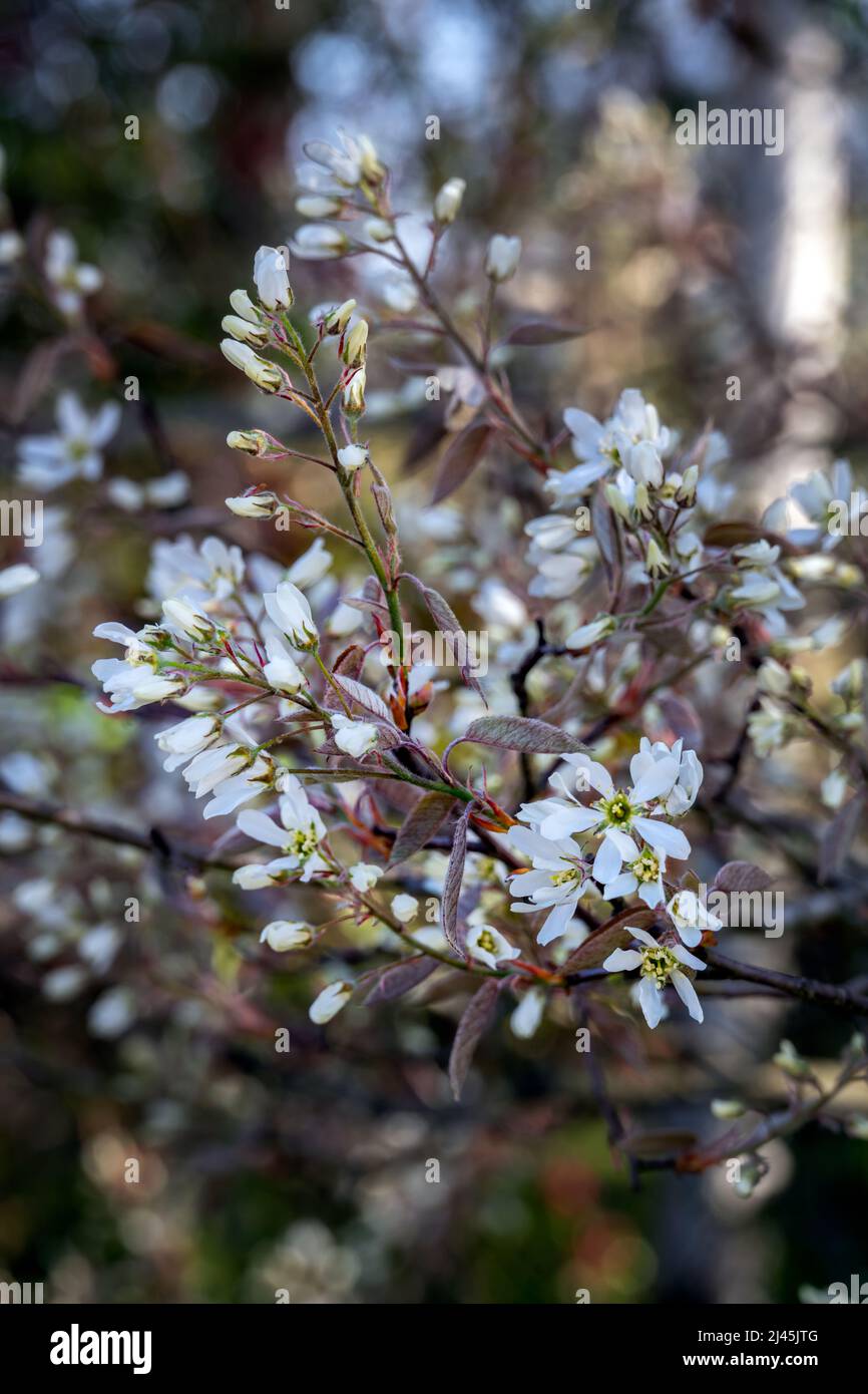 White flowers of the amelanchier canadensis or serviceberry tree in spring Stock Photo