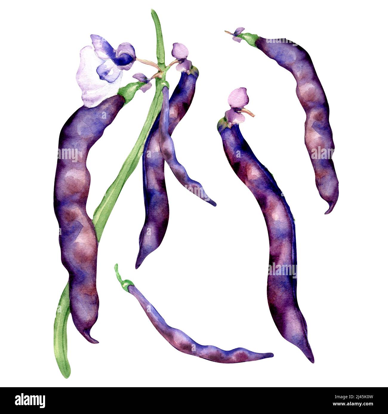 Plant black string beans, haricot watercolor illustration isolated