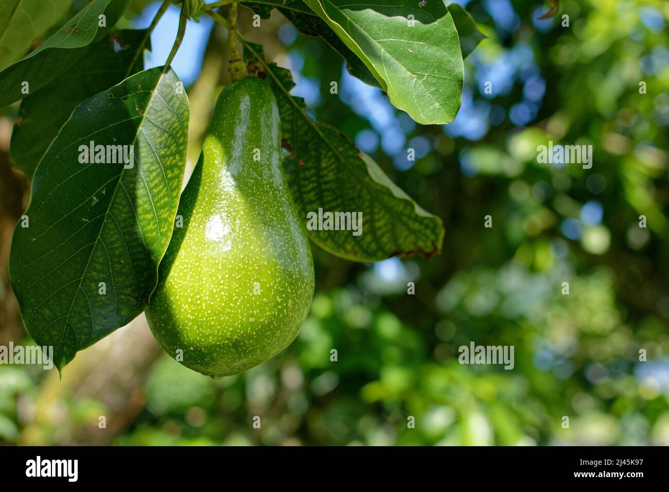 French Polynesia, Tahaa: close-up shot of an avocado in a tree Stock Photo