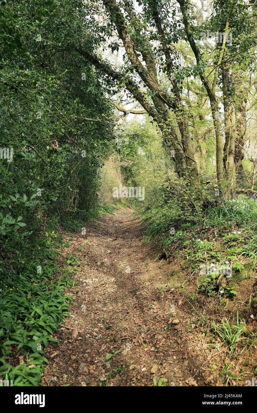 Footpath / track (holloway) through the edge of Spong Wood on the Kent Downs AONB, Elmsted, Ashford, Kent, England, United Kingdom Stock Photo