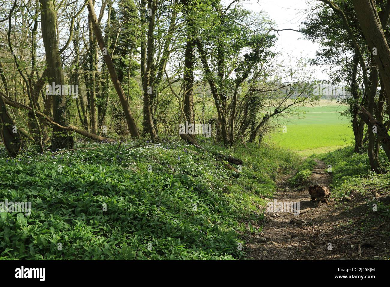 Footpath (HE137), wild garlic and bridleway through Spong Wood nature reserve looking towards fields and open countryside on the Kent North Downs near Stock Photo
