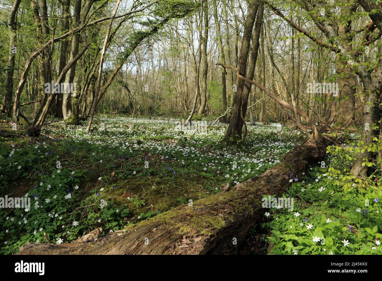 Wood anemones on woodland floor and fallen tree trunk in Spong Wood nature reserve in the Kent North Downs near Elmsted, Ashford, Kent, England, Unite Stock Photo