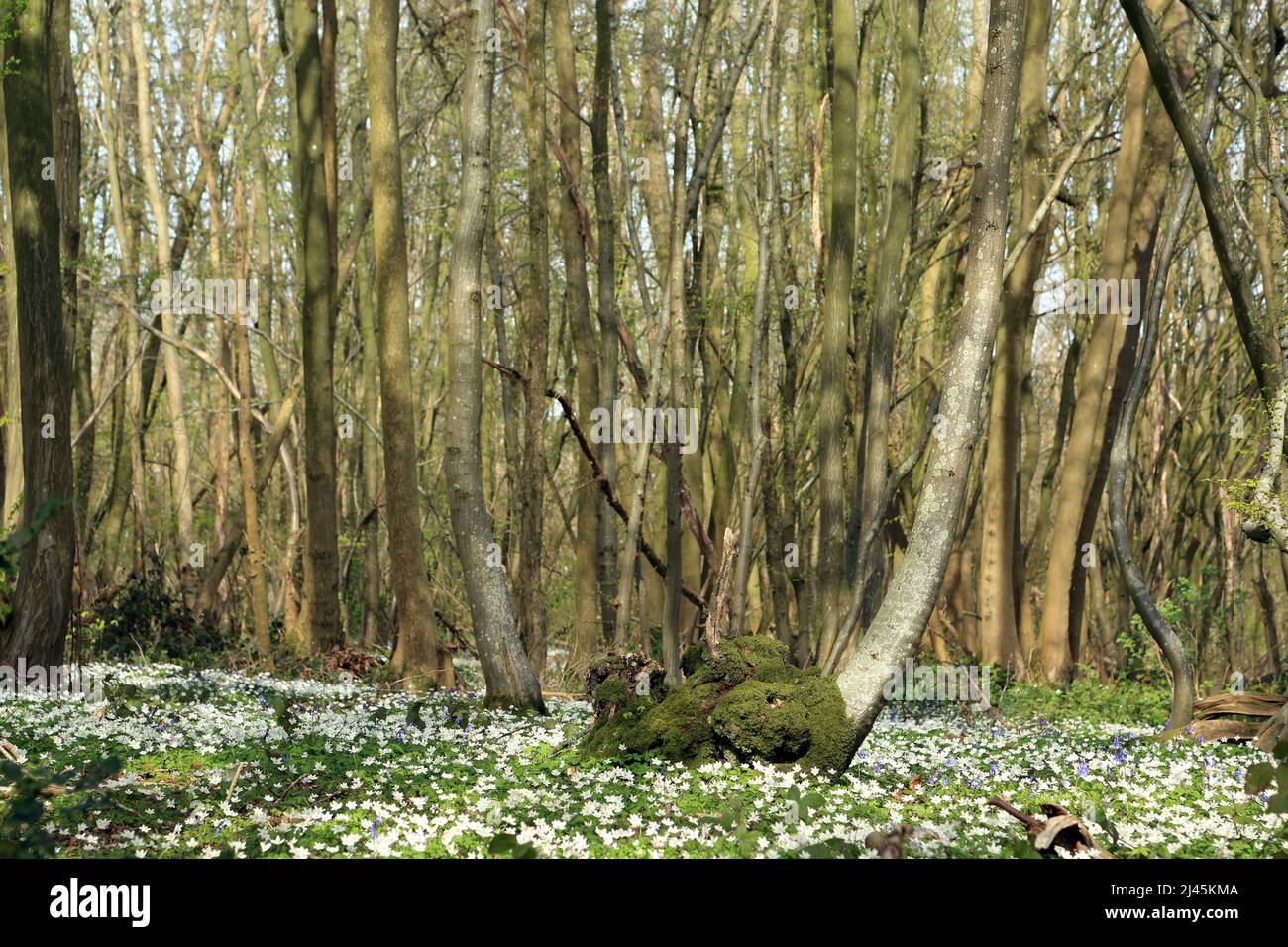 Wood anemones on woodland floor and tree trunks in Spong Wood nature reserve in the Kent North Downs near Elmsted, Ashford, Kent, England, United King Stock Photo