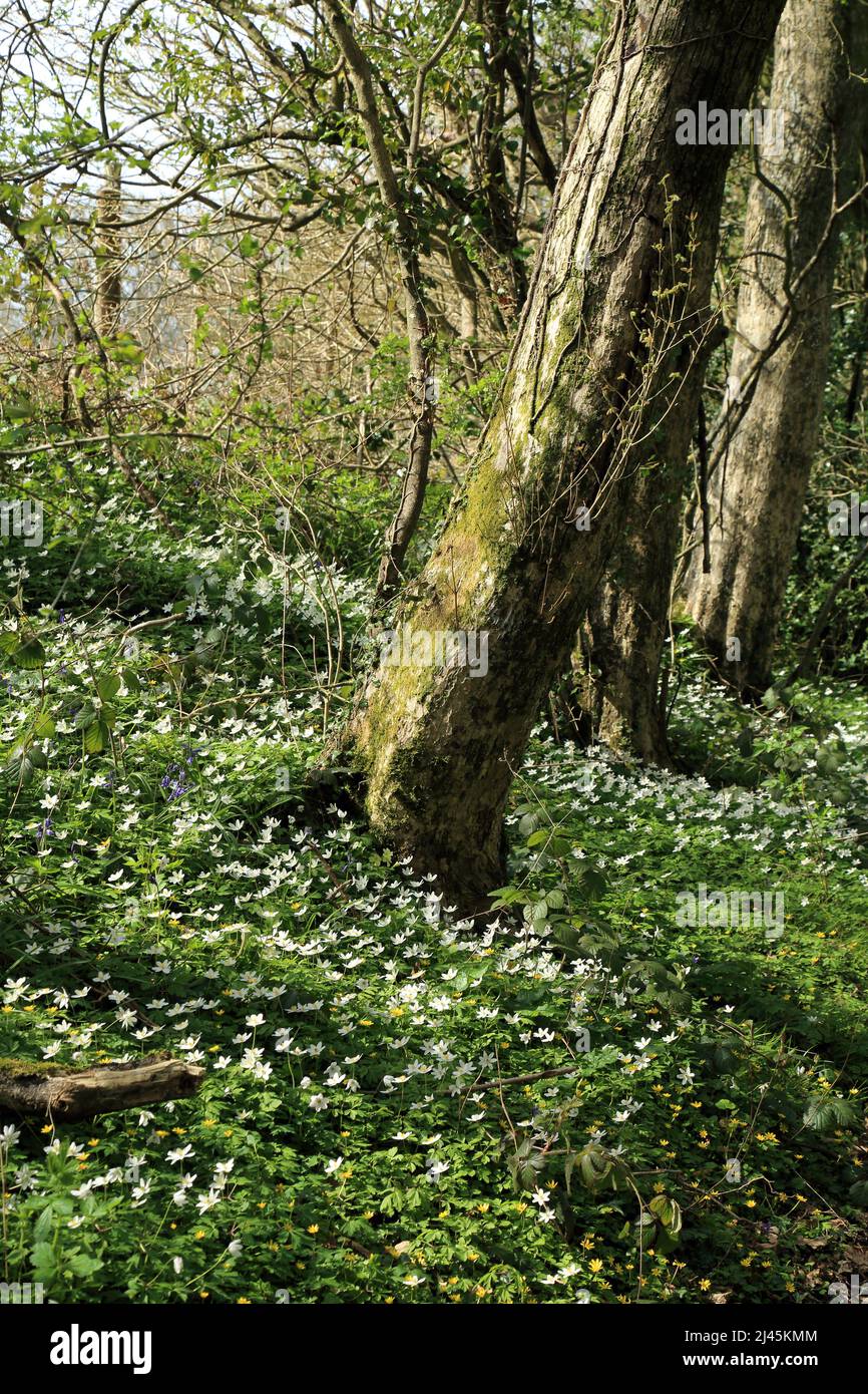 Wood anemones on woodland floor and tree trunk in Spong Wood nature reserve in the Kent North Downs near Elmsted, Ashford, Kent, England, United Kingd Stock Photo