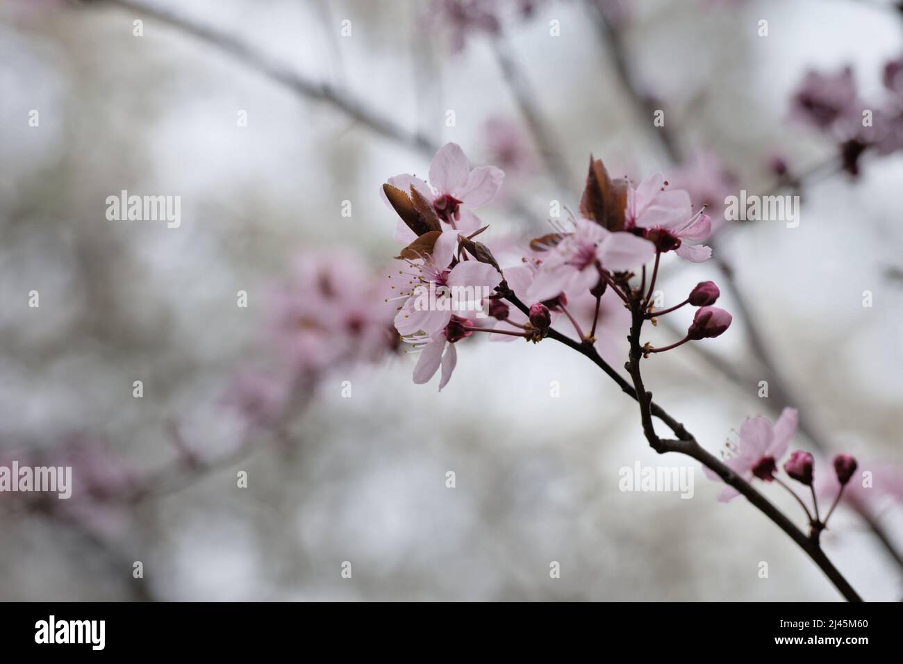 A branch with pink cherry blossom in Spring, blurred sky background ...