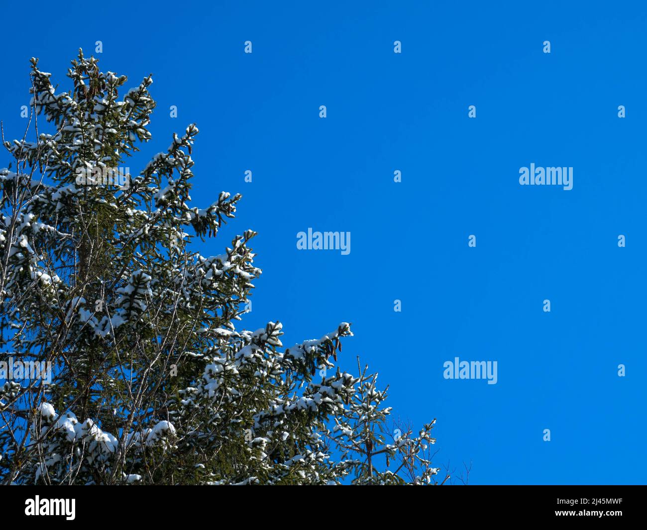 Close up of fir tree branch covered with snow in winter forest against blue sky. Spruce branches under a thick layer of white snow. Place for text. Stock Photo