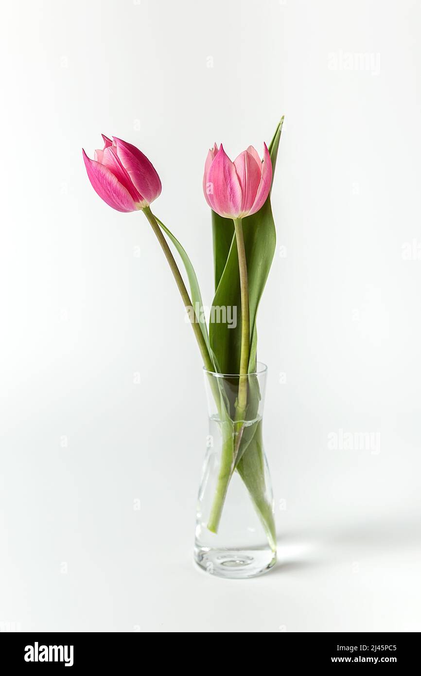 Two pink tulips in a glass vase on a white background. Minimalism ...