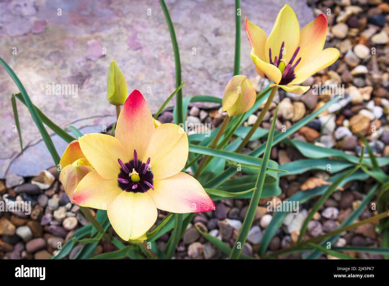Spring-flowering Species Tulipa Clusiana 'Annika' Pictured in Gravel Garden Stock Photo
