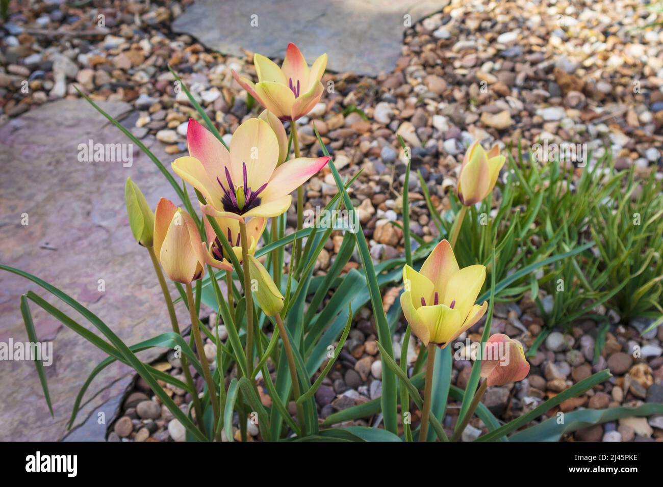 Spring-flowering Species Tulipa Clusiana 'Annika' Pictured in Gravel Garden Stock Photo