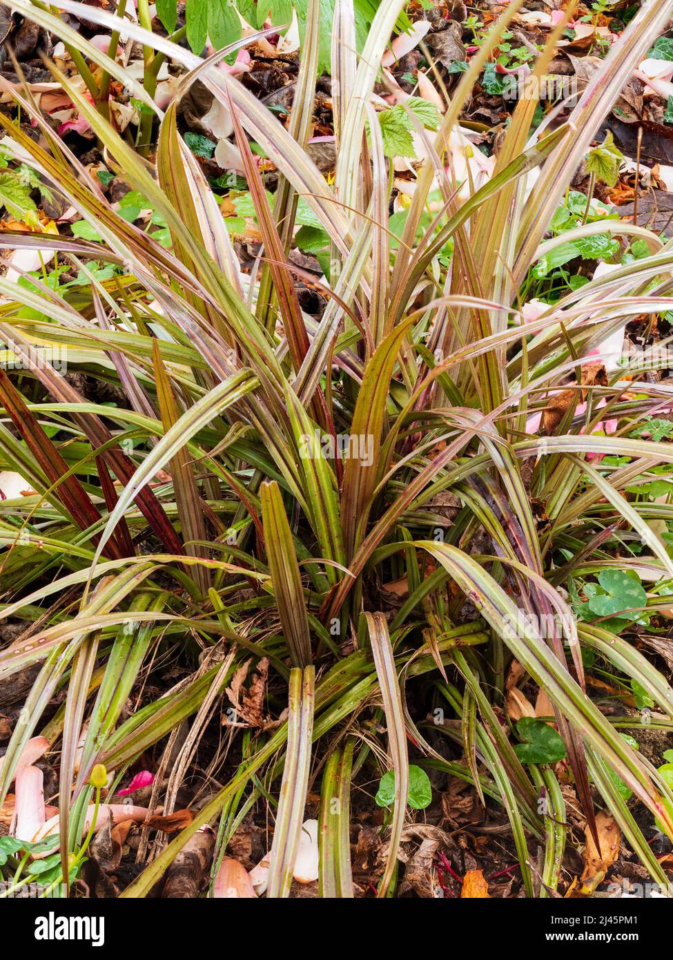Decorative spiky foliage of the New Zealand hardy evergreen garden plant, Astelia nervosa 'Westland' Stock Photo
