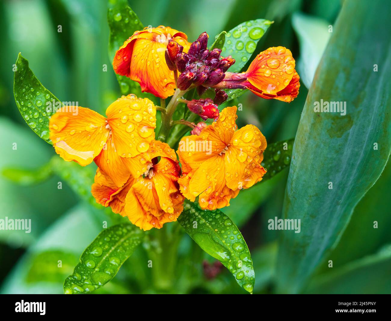 Rain dappled flowers of the fragrant, spring flowering biennial wallflower, Erysimum allioni 'Orange Bedder' Stock Photo