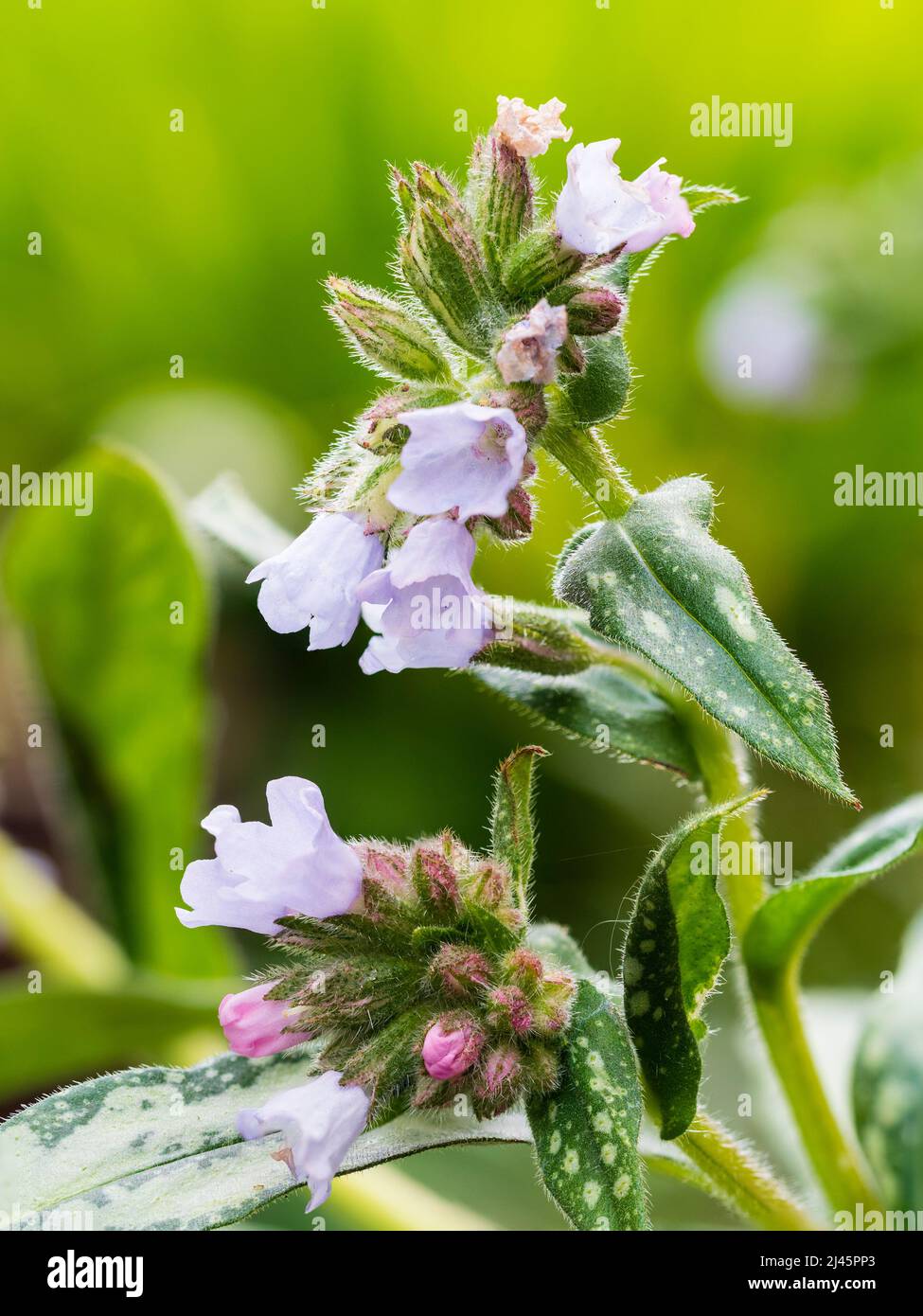 Pale blue flowers and silver spotted leaves of the early spring flowering hardy lungwort, Pulmonaria saccharata 'Opal' Stock Photo
