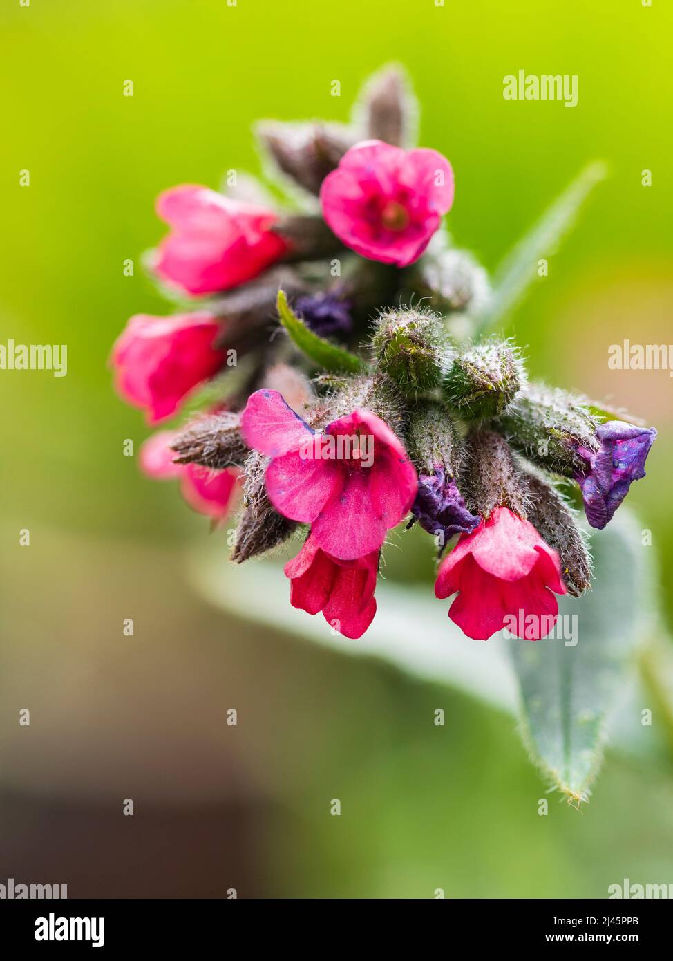 Red flowers and silver spotted leaves of the early spring flowering hardy lungwort, Pulmonaria saccharata 'Raspberry Splash' Stock Photo