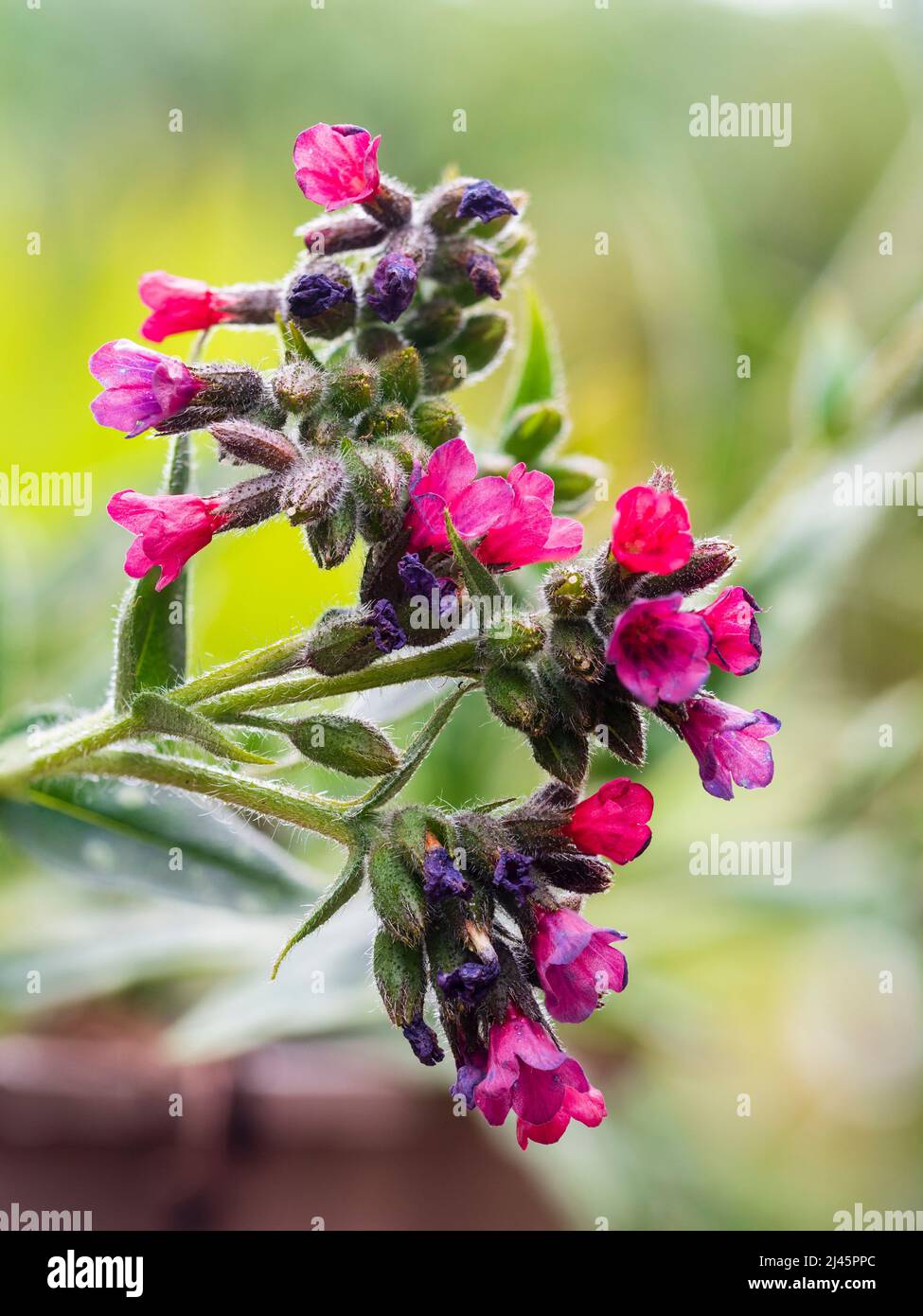 Red flowers and silver spotted leaves of the early spring flowering hardy lungwort, Pulmonaria saccharata 'Raspberry Splash' Stock Photo