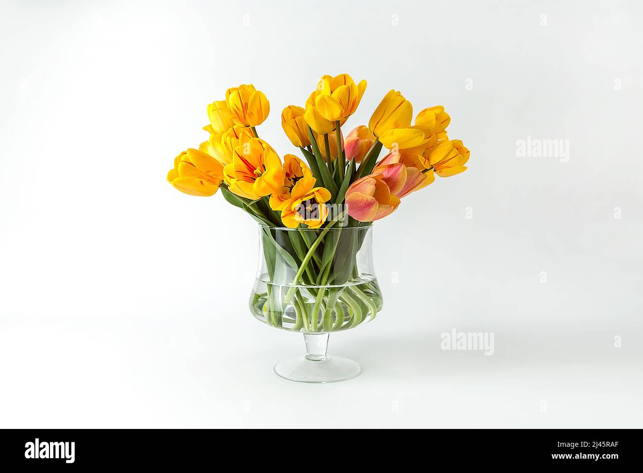 A large bouquet of large yellow tulips in a glass vase on a white background. An elegant composition for your invitation text, congratulations. Stock Photo
