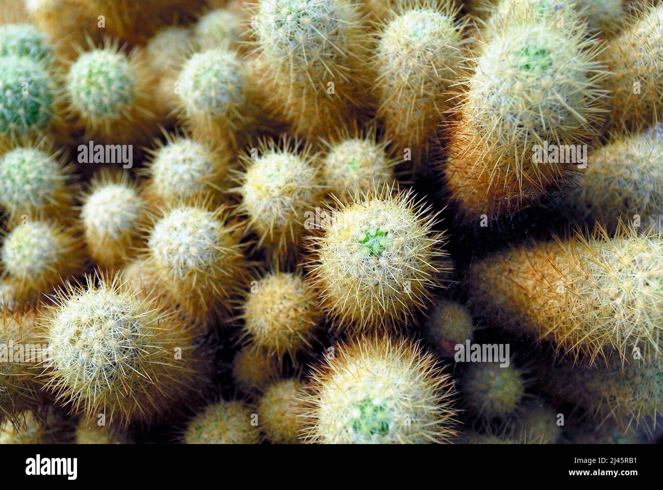 A gold lace cactus in flowerpot Stock Photo
