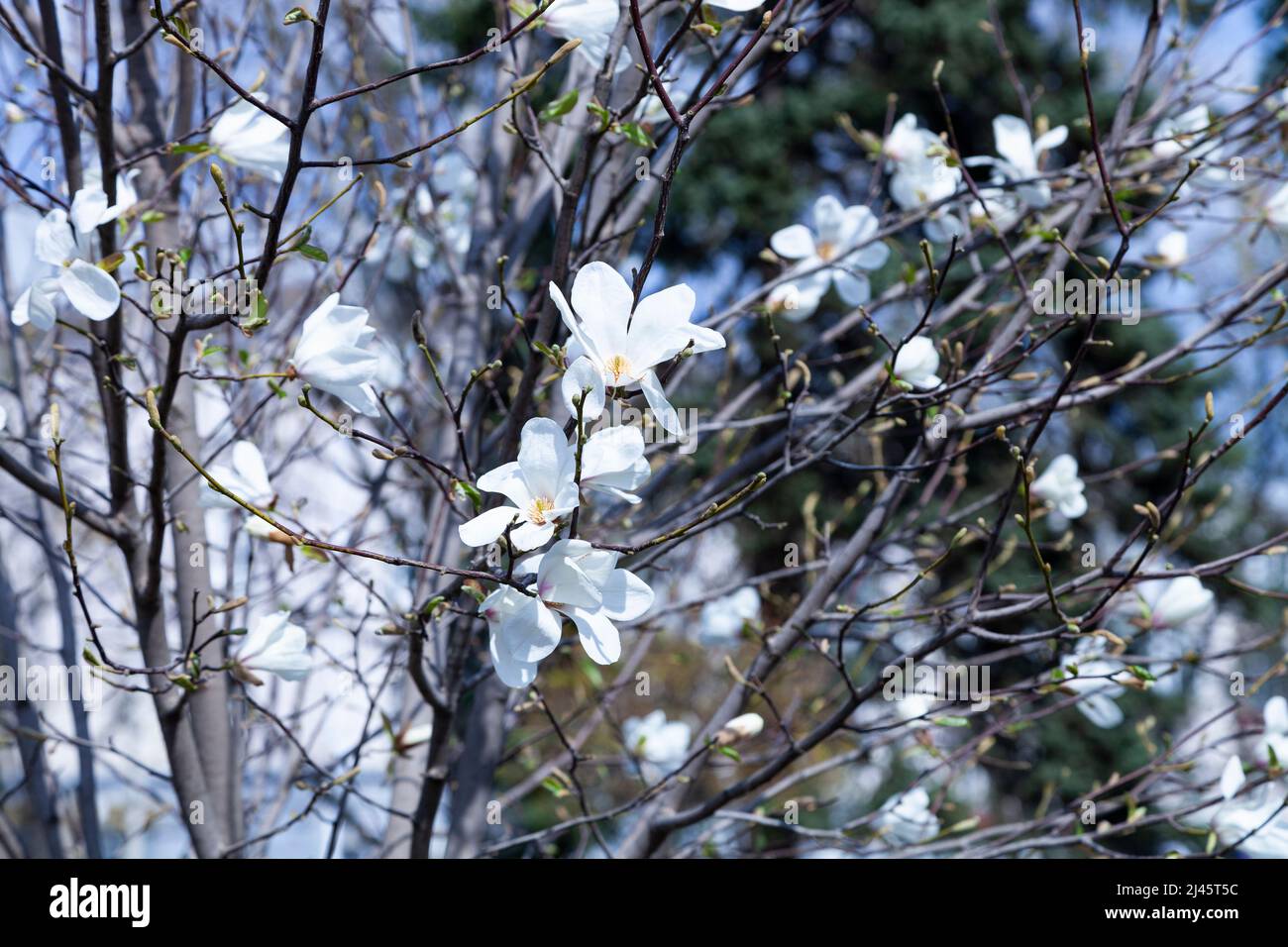 White magnolia blossoms in the park. Floral background Stock Photo