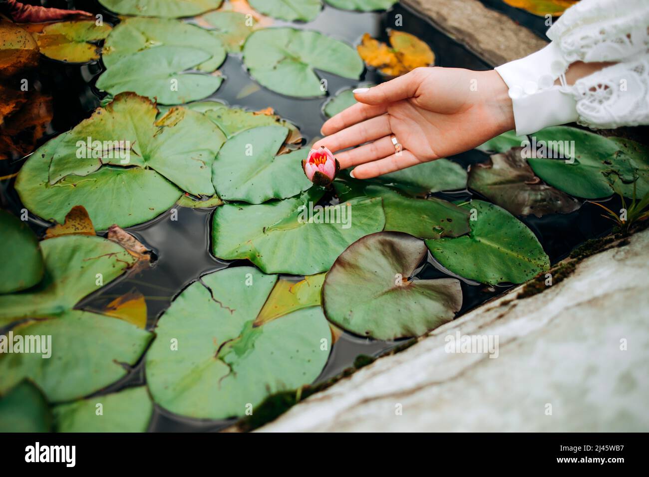 Line Drawing Water Lily Hi Res Stock Photography And Images Alamy