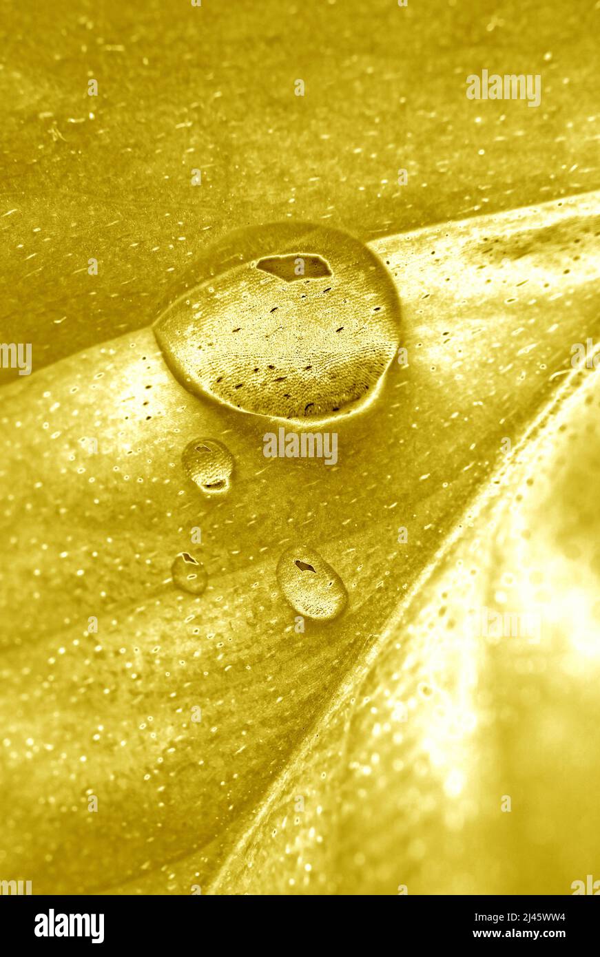 Pop Art Surreal Style Golden Colored Plant Leaf with Water Droplets ...
