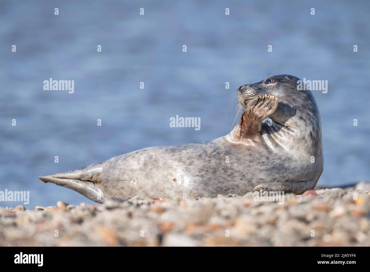 Grey seal, close up on a beach in Scotland in the spring Stock Photo