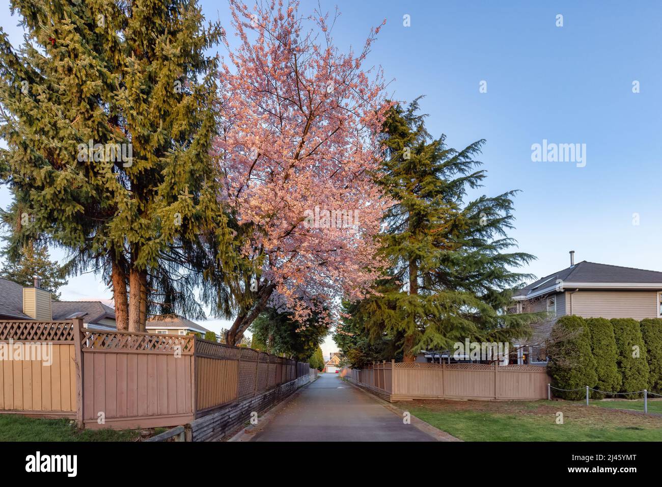 Alley in a residential neighborhood in the city suburbs. Cherry Blossom