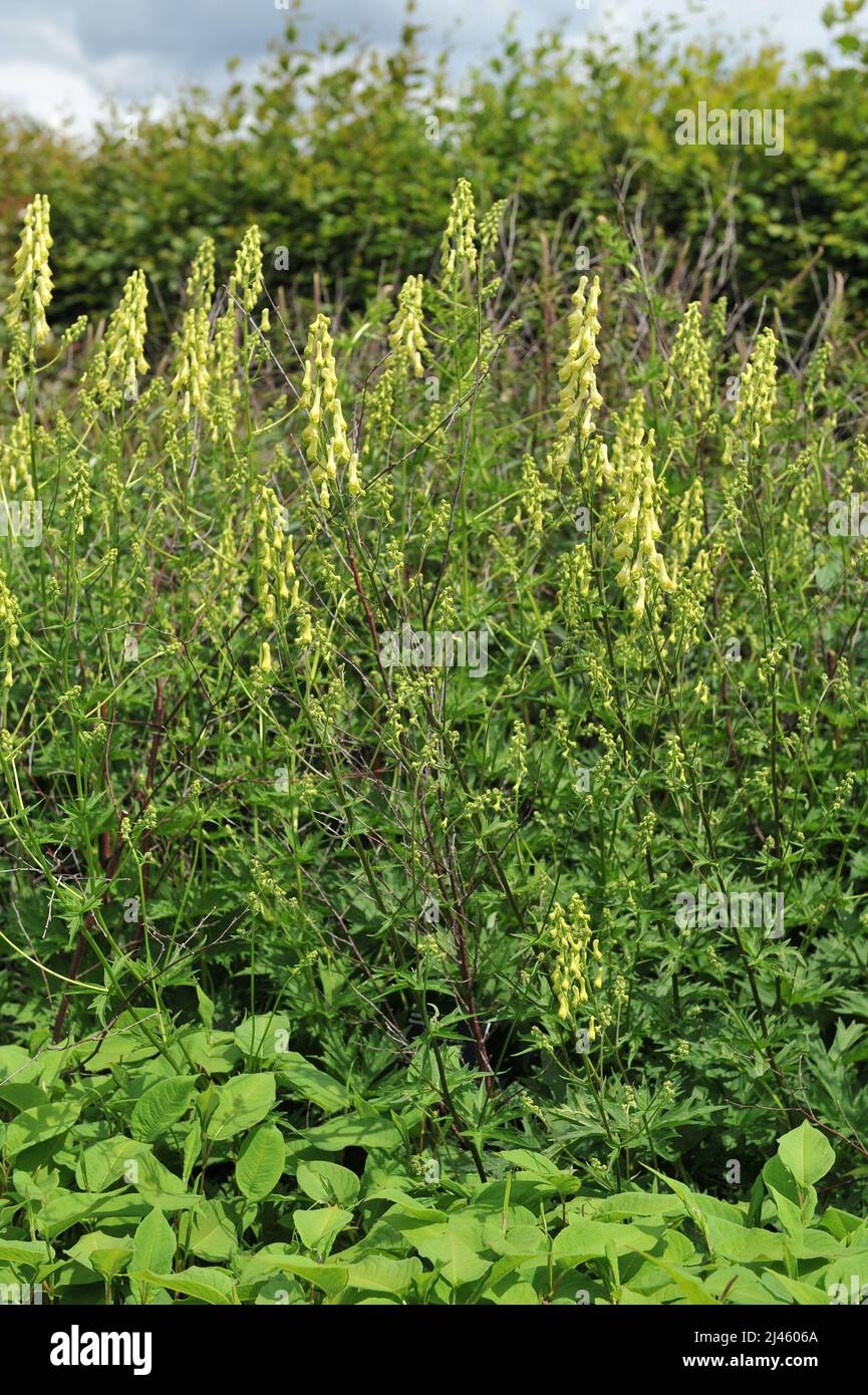 Neapolitan wolf's bane (Aconitum lycoctonum subsp. neapolitanum) flowers in a garden in June Stock Photo