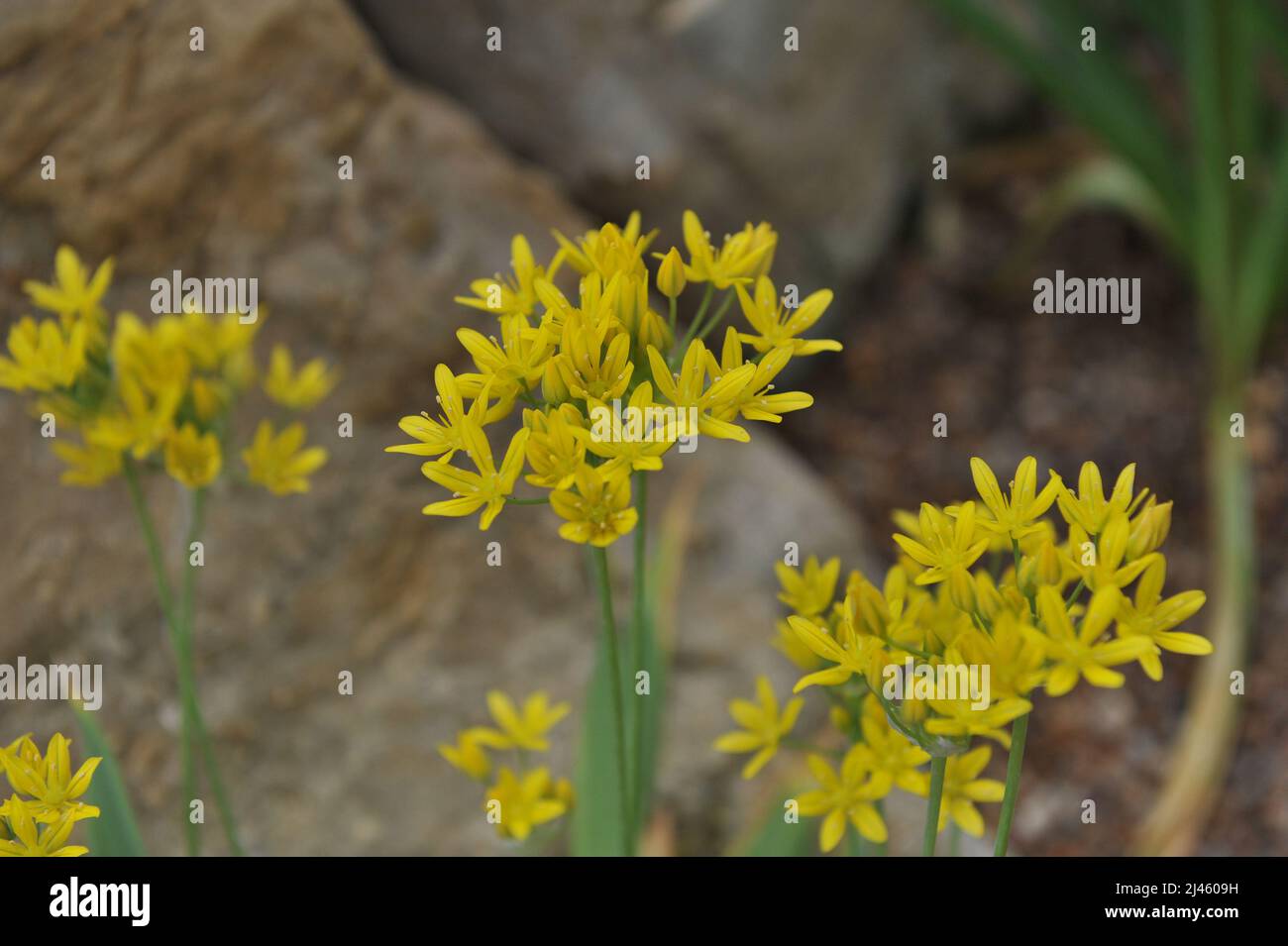 Yellow Allium scorzonerifolium blooms in a garden in May Stock Photo