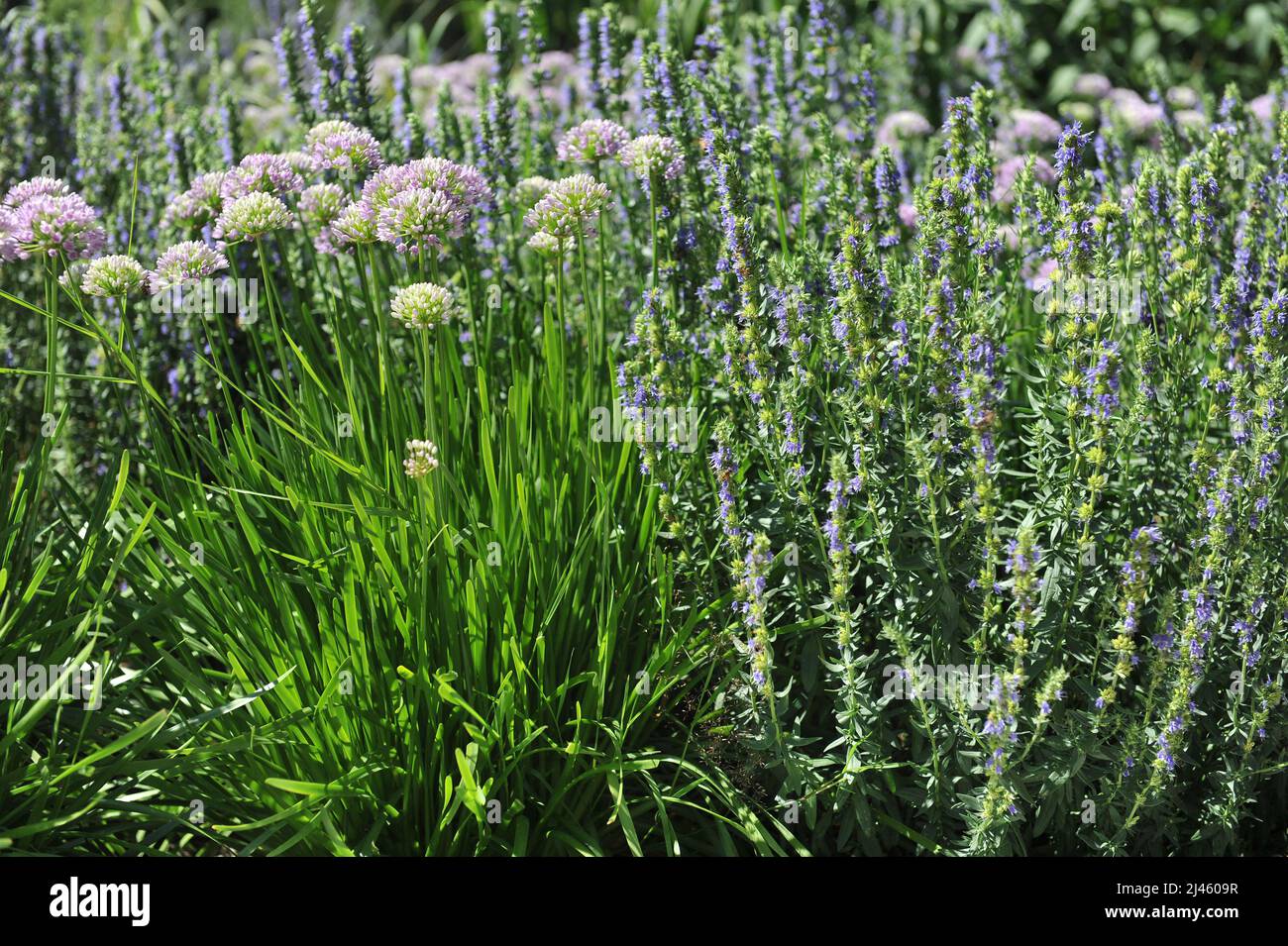 Ageing allium (Allium senescens) blooms in a garden in July Stock Photo