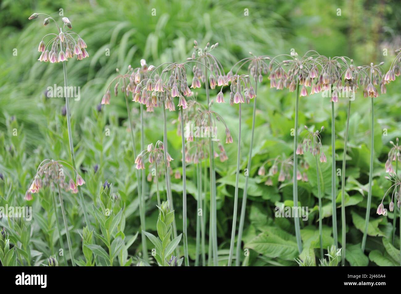 Sicilian Honey Garlic Allium Siculum Nectaroscordum Siculum Blooms sicilian-honey-garlic-allium-siculum-nectaroscordum-siculum-blooms