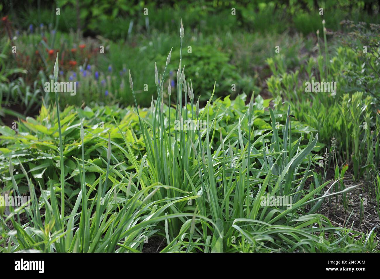 Sicilian honey garlic (Allium siculum, Nectaroscordum siculum) blooms in a garden in April Stock Photo