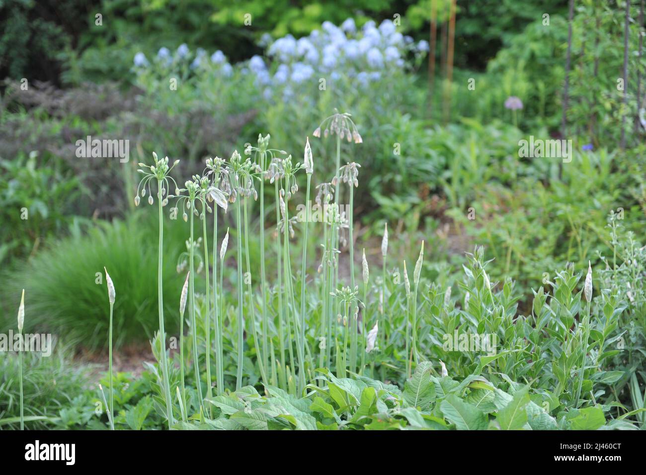 Sicilian honey garlic (Allium siculum, Nectaroscordum siculum) blooms in a garden in May Stock Photo