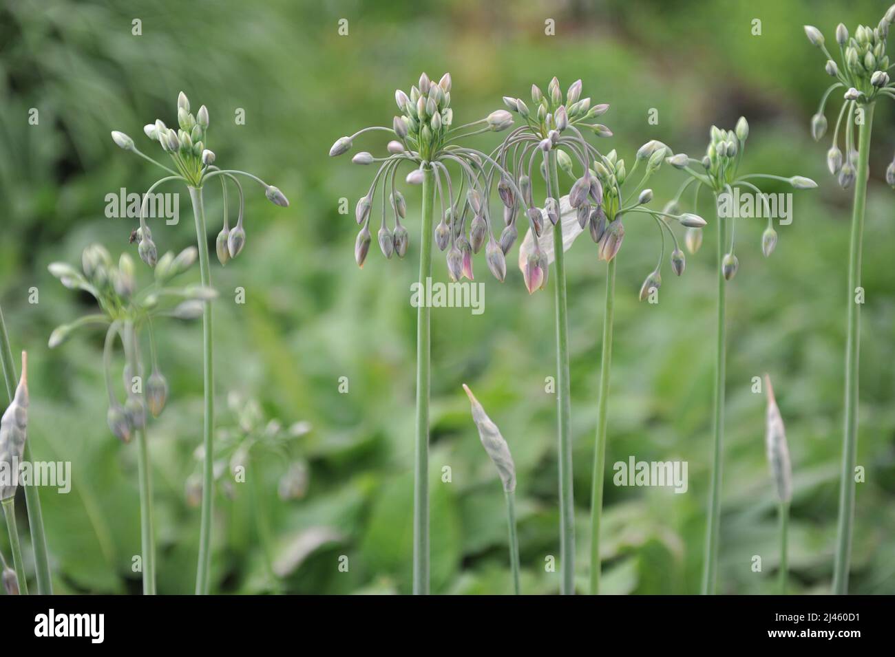 Sicilian honey garlic (Allium siculum, Nectaroscordum siculum) blooms in a garden in May Stock Photo
