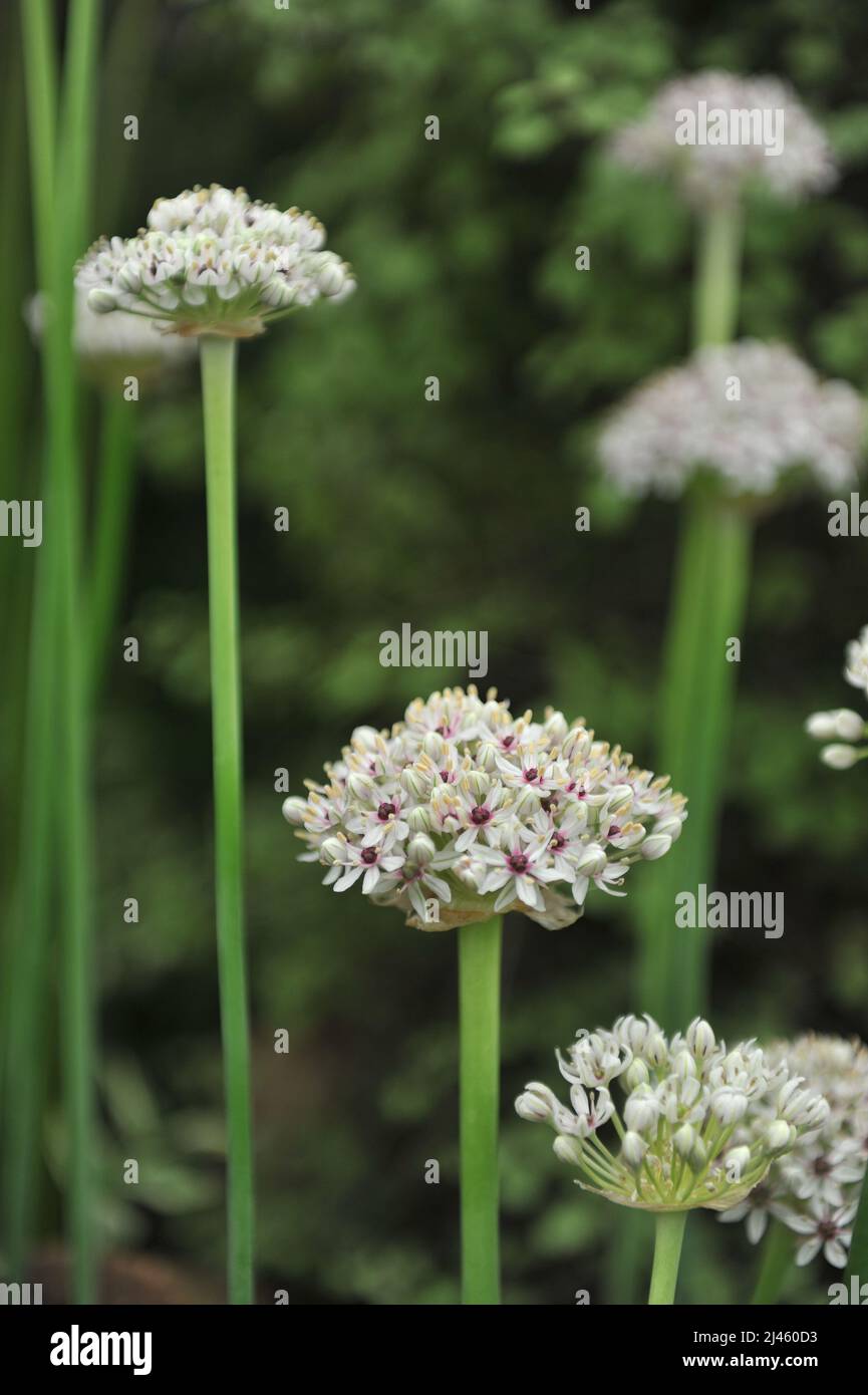 Allium Silver Spring with umbels of densely packed white flowers, with purple-pink eyes, blooms on an exhibition in May Stock Photo