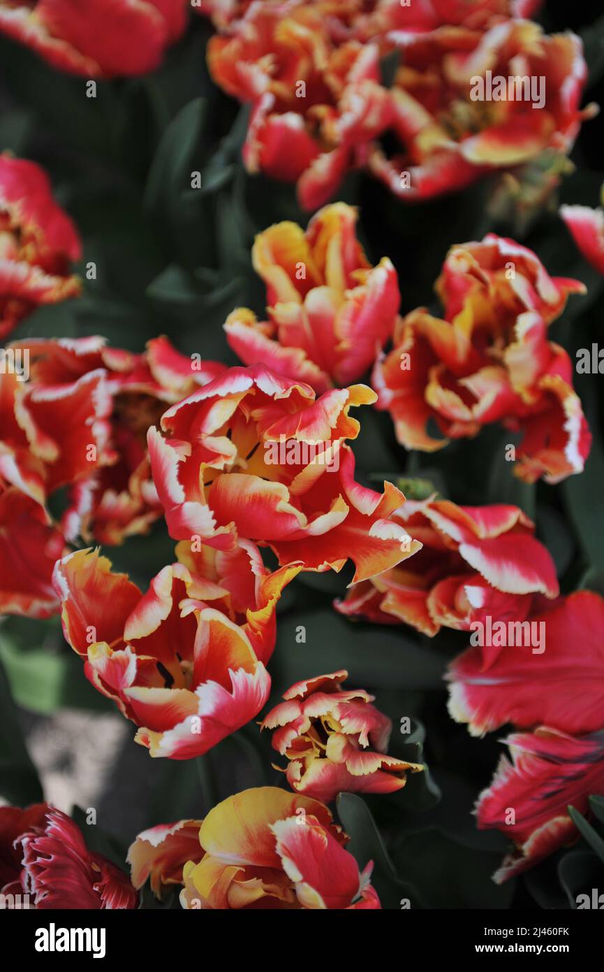 Red and white tulips (Tulipa) Dee Jay Parrot bloom in a garden in March Stock Photo