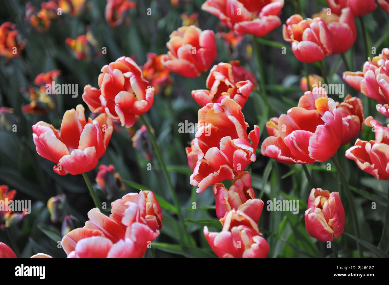 Red and white tulips (Tulipa) Dee Jay Parrot bloom in a garden in March Stock Photo