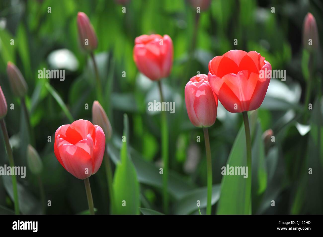 Red Darwin Hybrid tulips (Tulipa) Diamond Shiner bloom in a garden in March Stock Photo