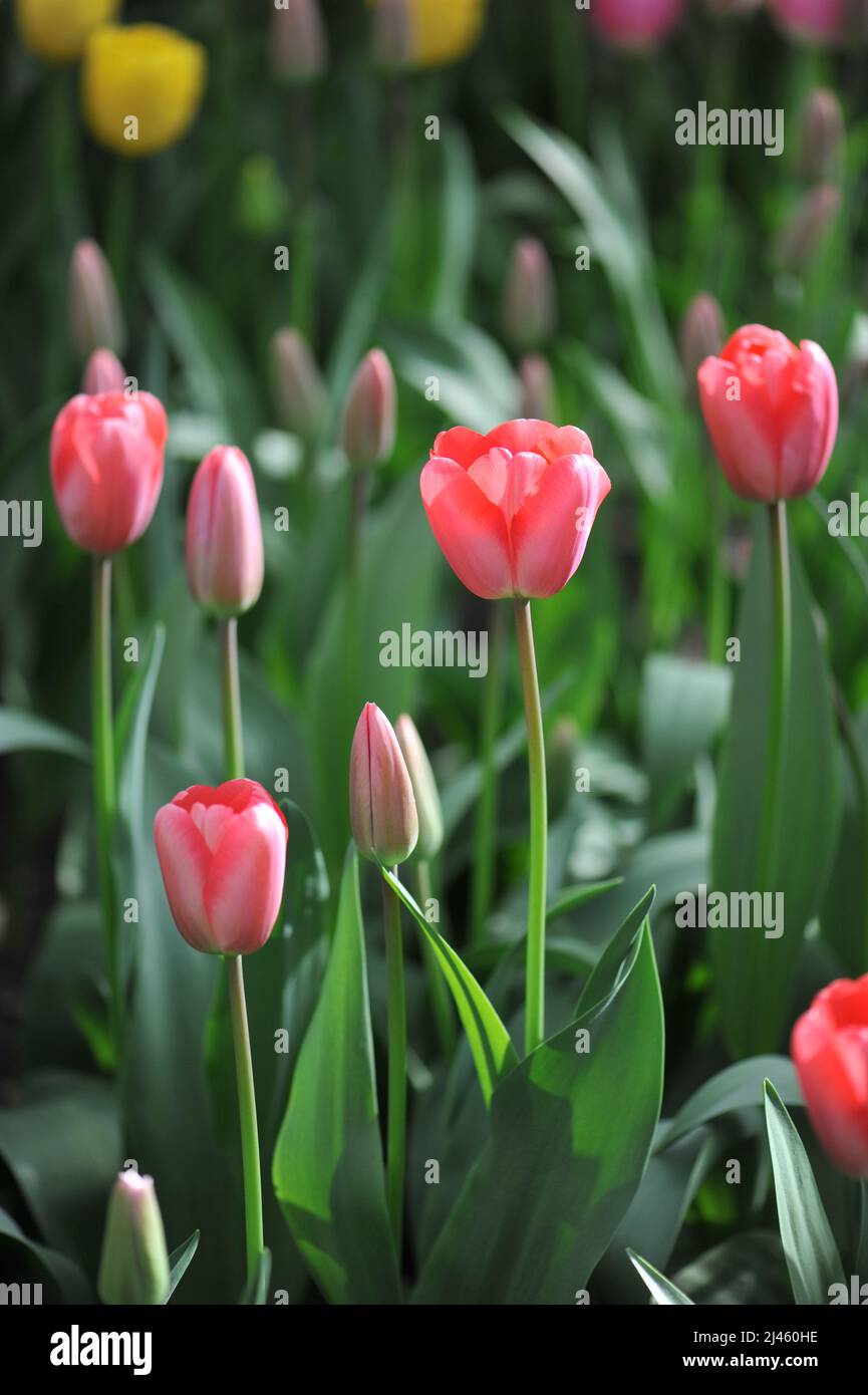 Red Darwin Hybrid tulips (Tulipa) Diamond Shiner bloom in a garden in March Stock Photo