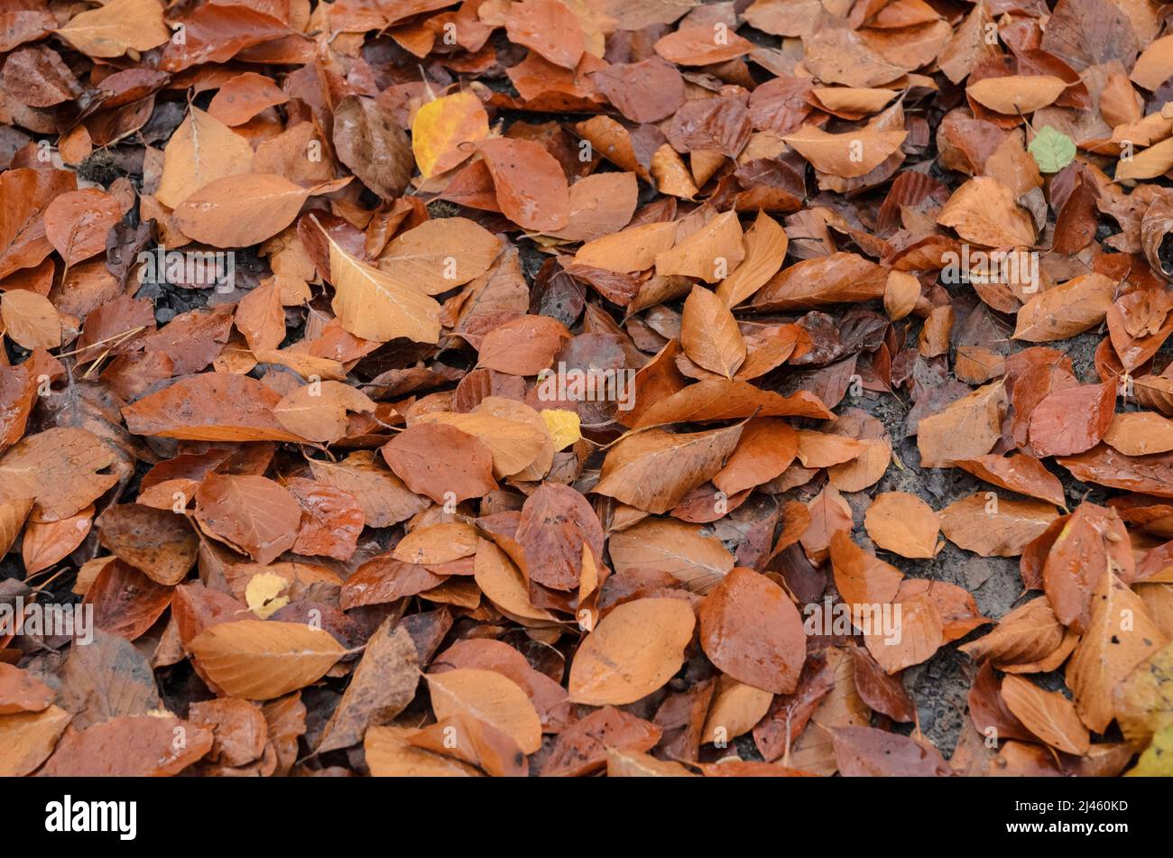Wet brown leaves of the Fagus sylvatica, also known as Common Beech or European Beech on the forest ground during autumn season Stock Photo
