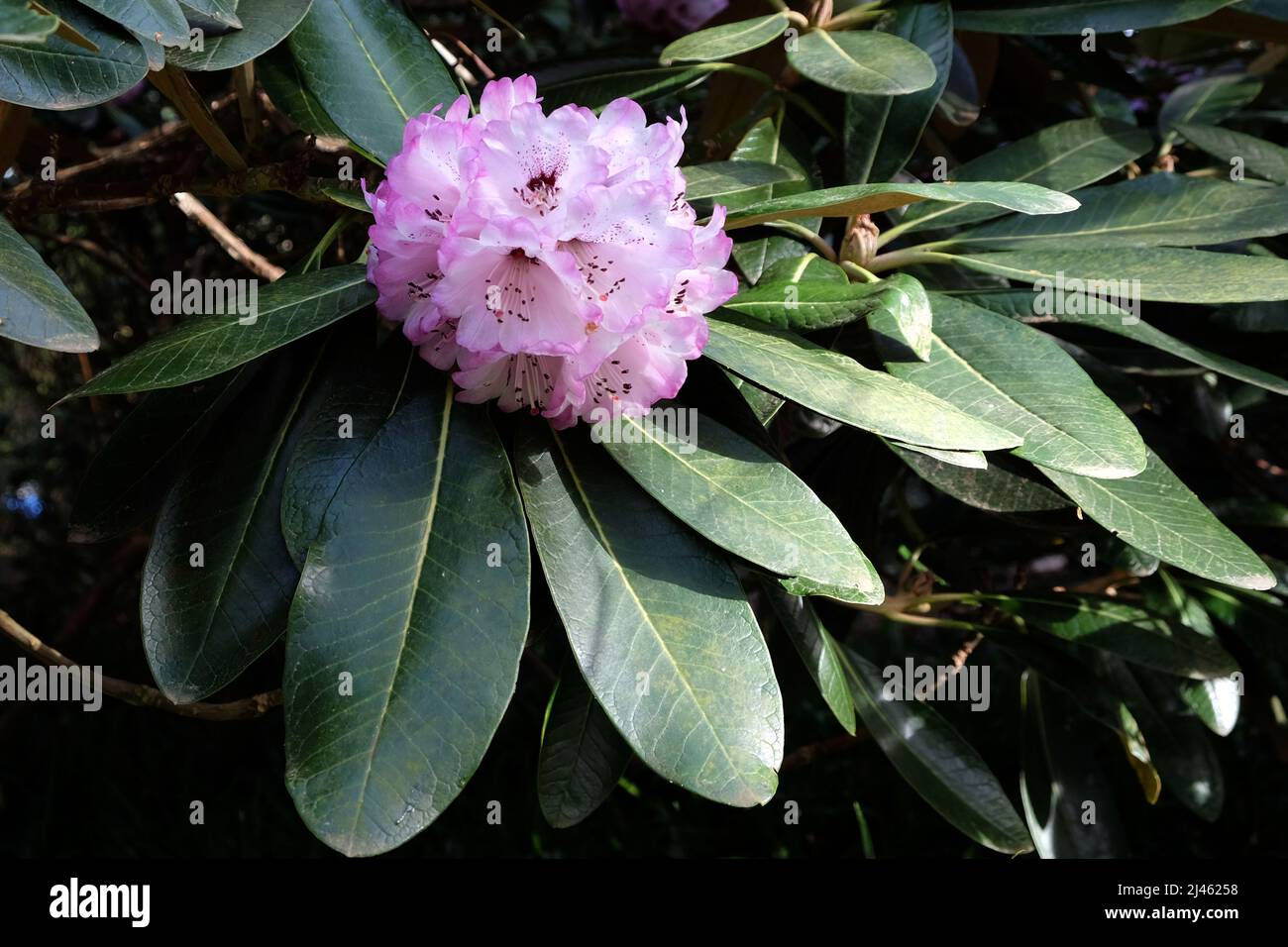 Large flowered lilac Rhododendron Rex in flower. Stock Photo