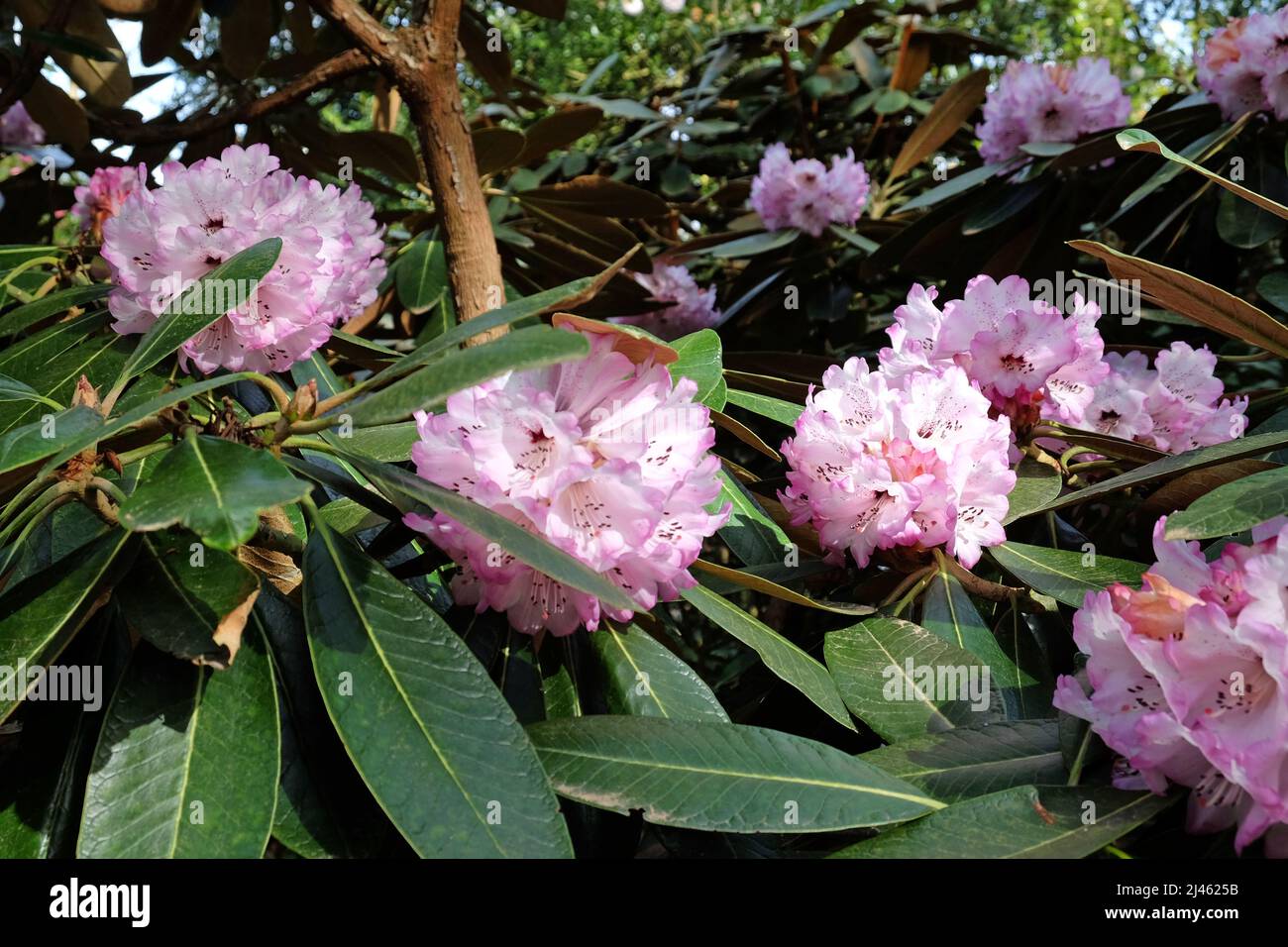 Large flowered lilac Rhododendron Rex in flower. Stock Photo