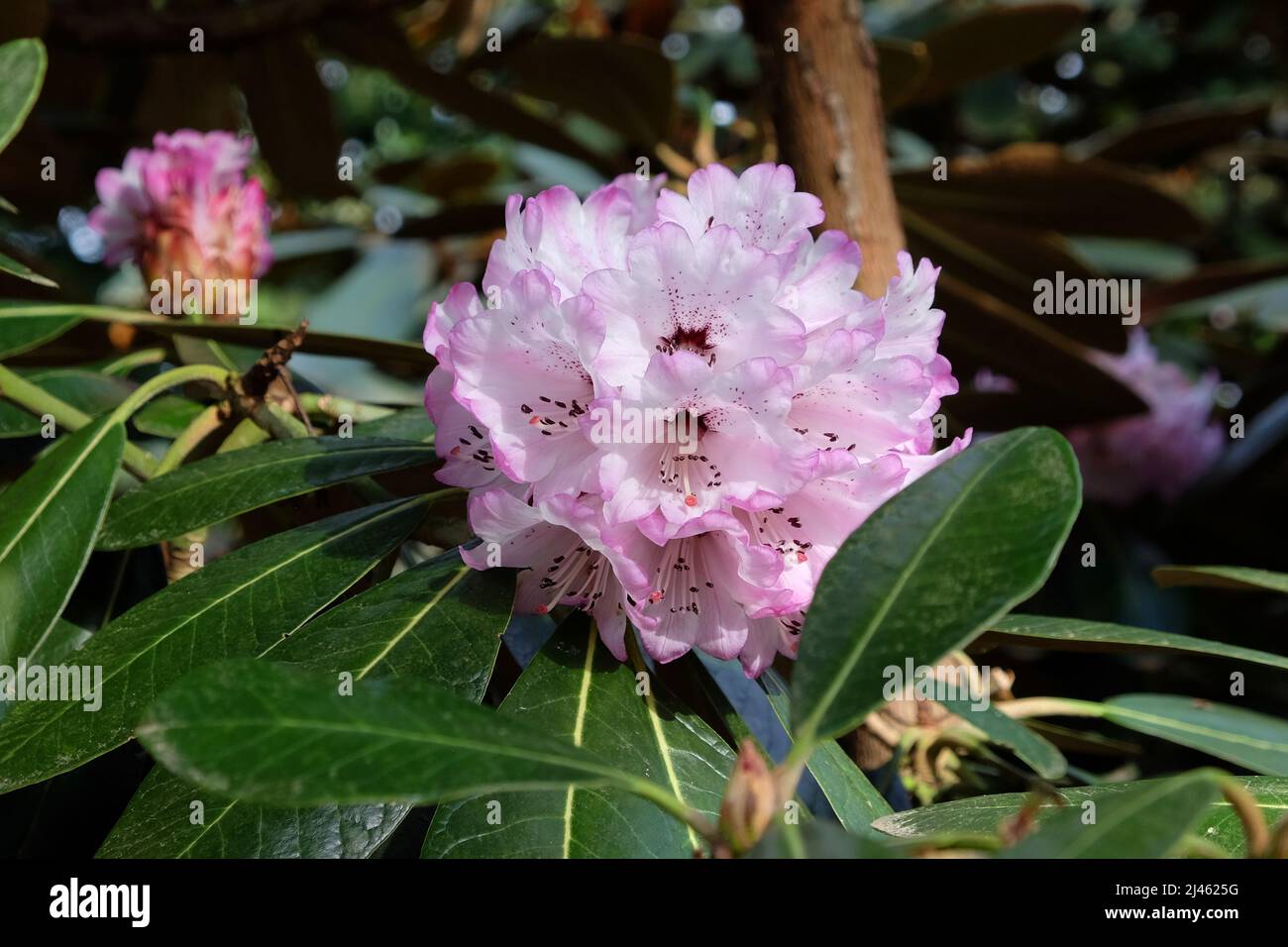 Large flowered lilac Rhododendron Rex in flower. Stock Photo
