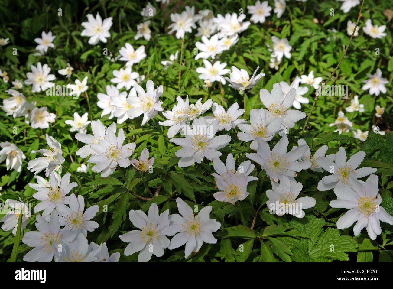 White Wood anemone, ladyÕs nightcap, in flower Stock Photo Alamy
