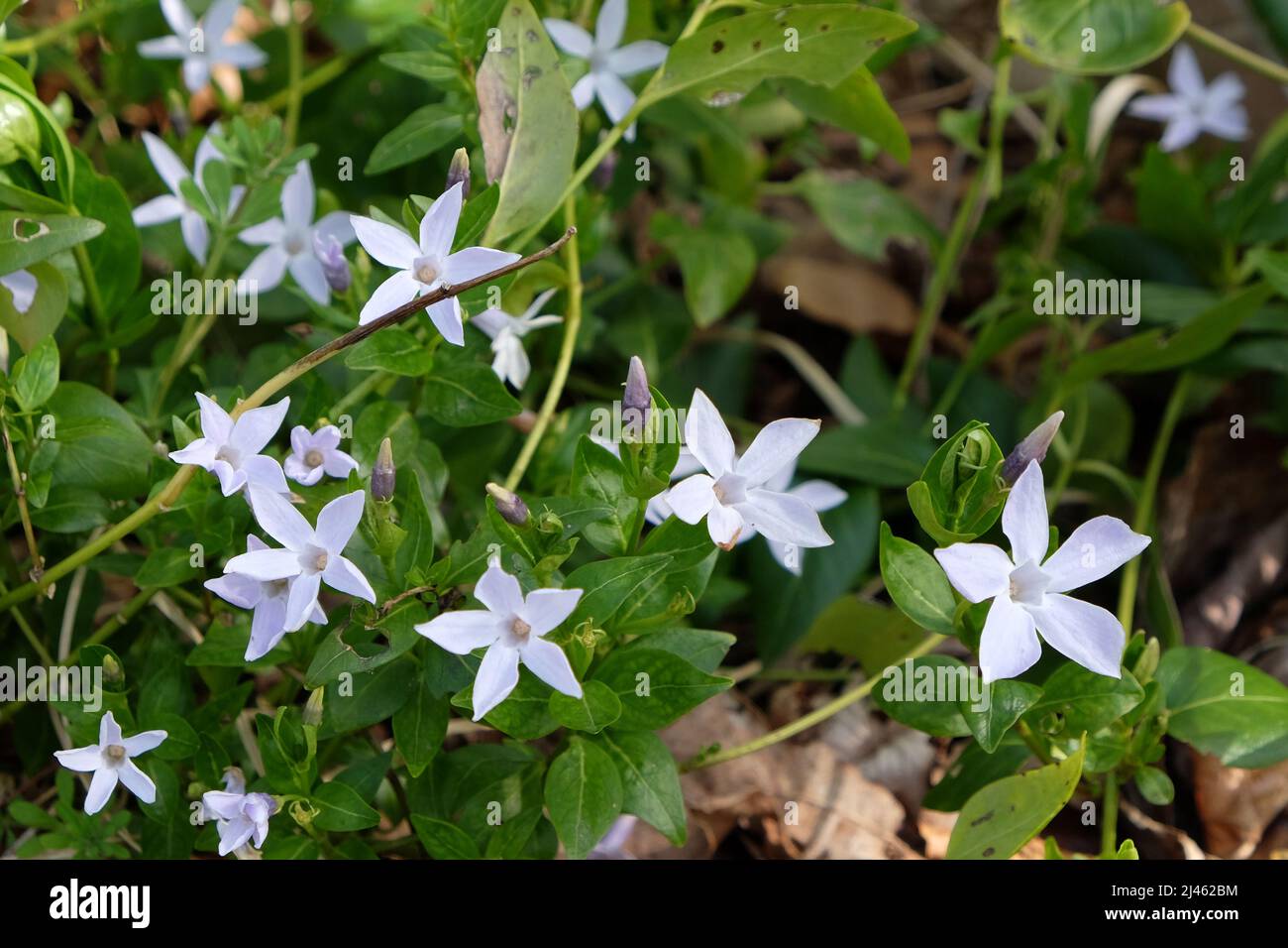 Tiny blue Periwinkles in flower. Stock Photo