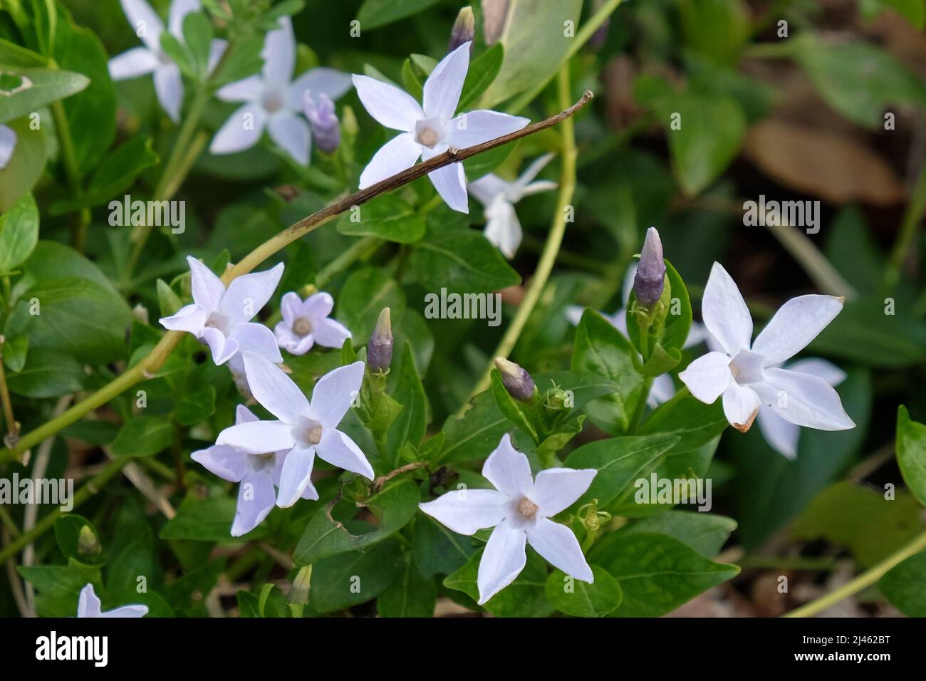 Tiny blue Periwinkles in flower. Stock Photo