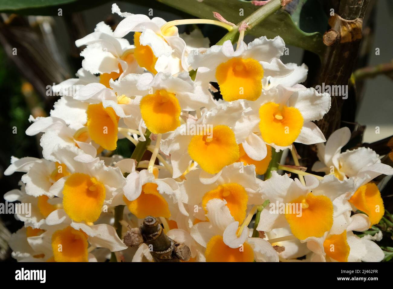 Dendrobium thyrsiflorum Rchb.f. species orchid in flower. Stock Photo