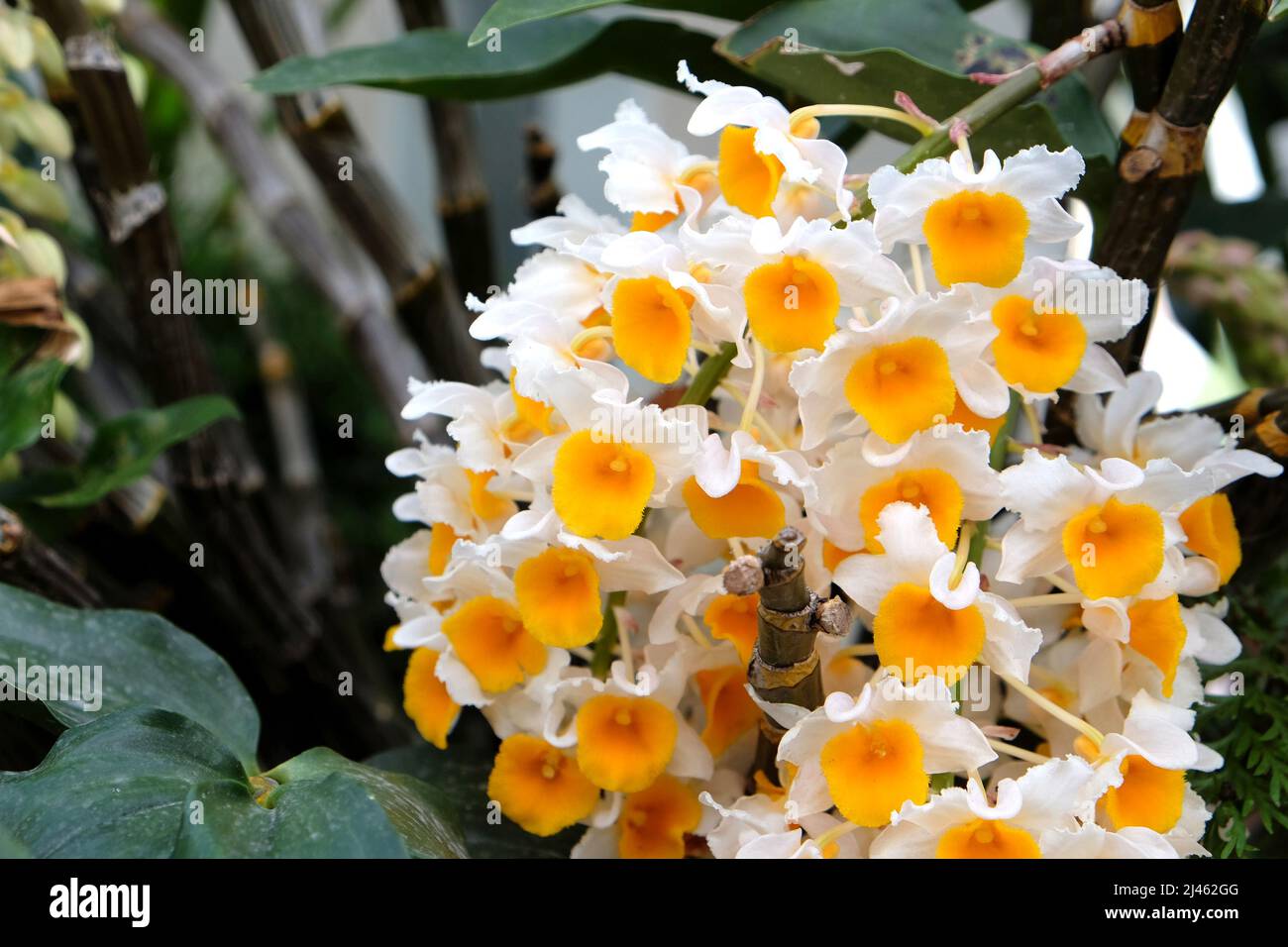 Dendrobium thyrsiflorum Rchb.f. species orchid in flower. Stock Photo