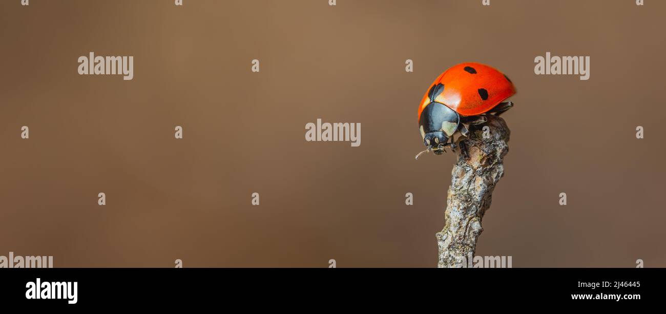 Ladybug sitting on abranch warm spring day Stock Photo