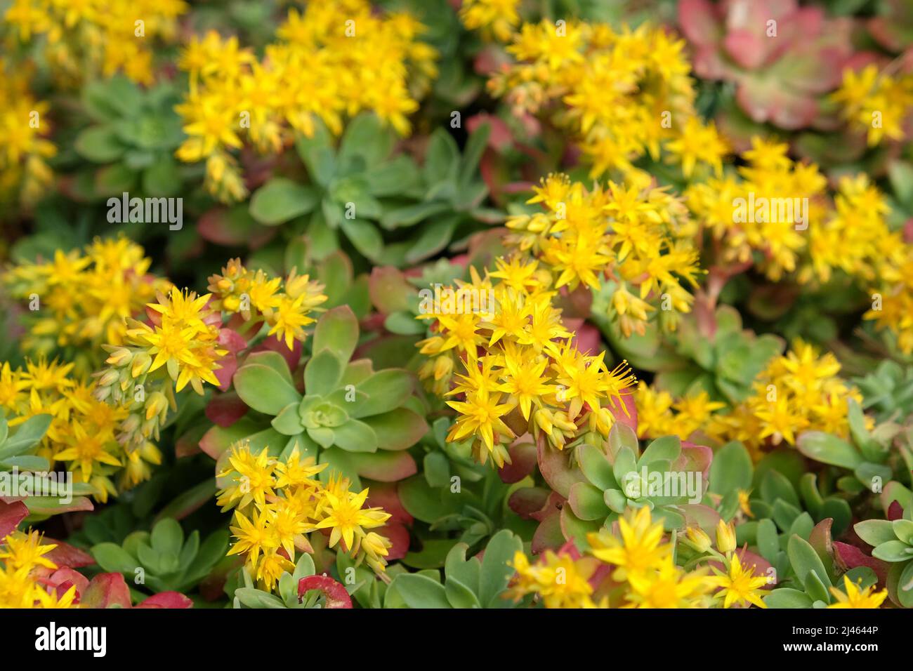Sedum palmeri Ôsubsp. palmeri tetraploidÕ in flower Stock Photo - Alamy