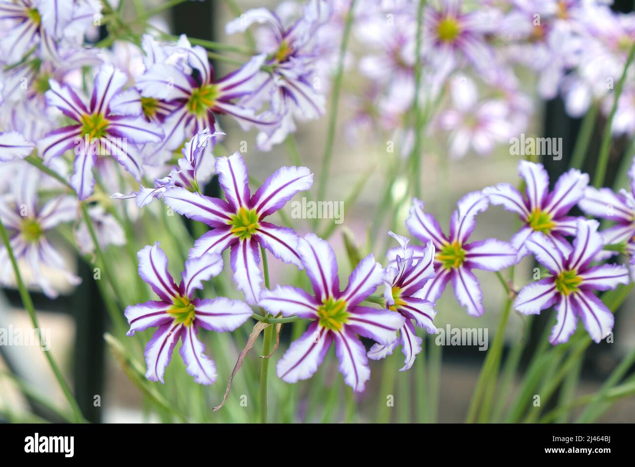 Leucocoryne vittata or sun lily,  in flower Stock Photo
